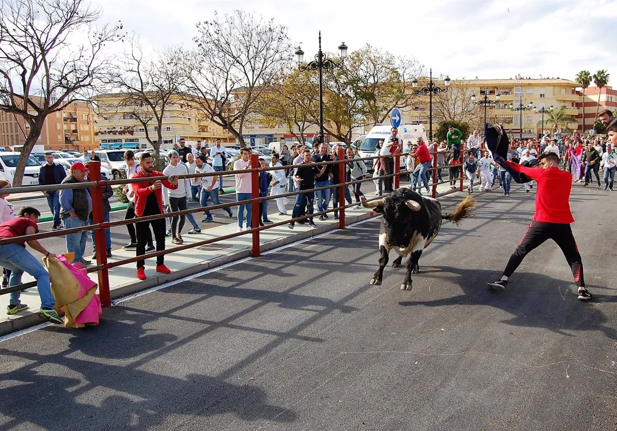 Los Barrios celebra este domingo su fiesta del Toro Embolao con la suelta de tres astados.