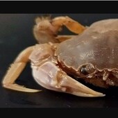 Descubren una nueva especie de cangrejo en una playa de la provincia de Cádiz