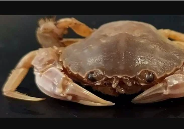Descubren una nueva especie de cangrejo en una playa de la provincia de Cádiz