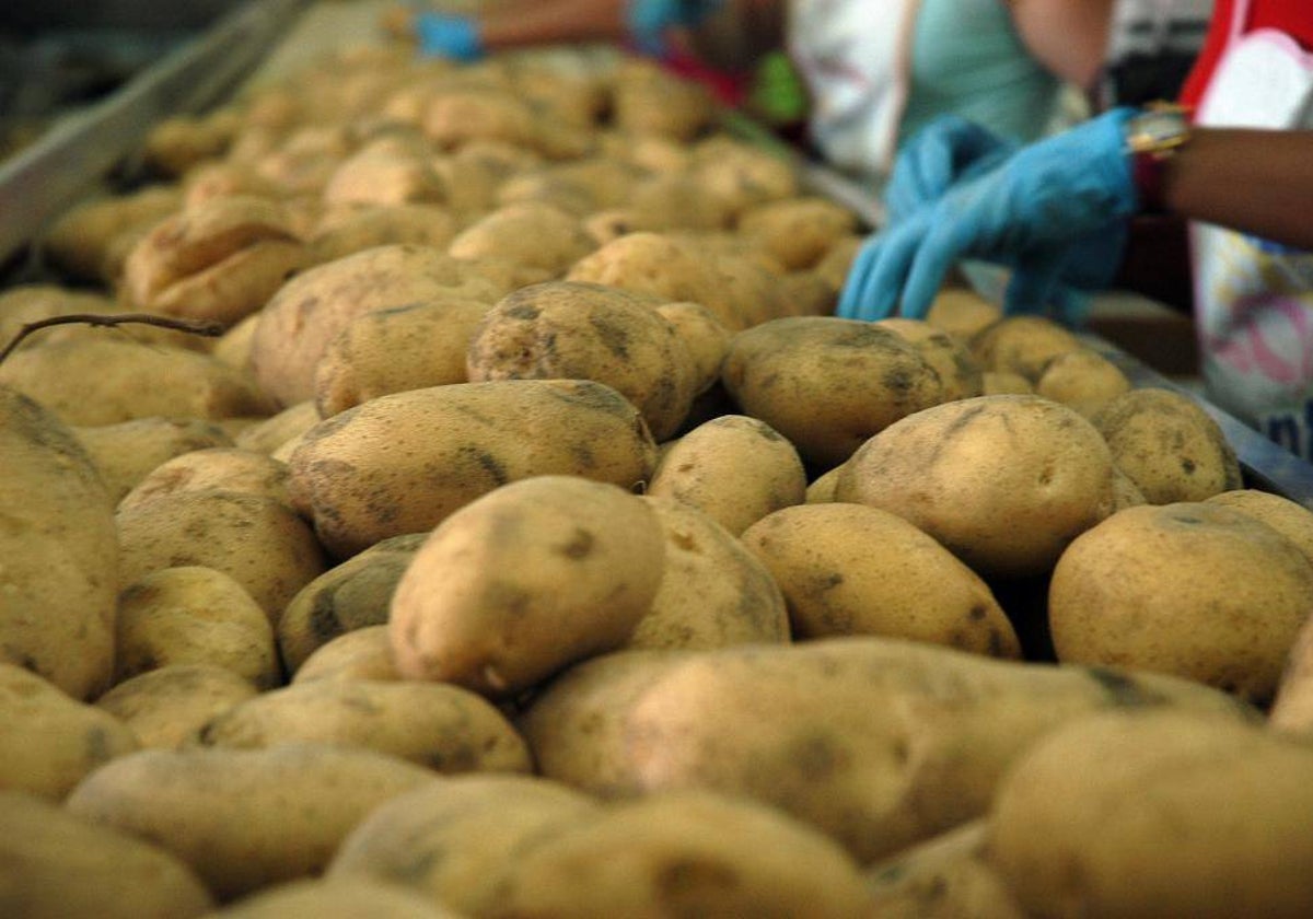 Patatas de Sanlúcar cultivadas en arena.