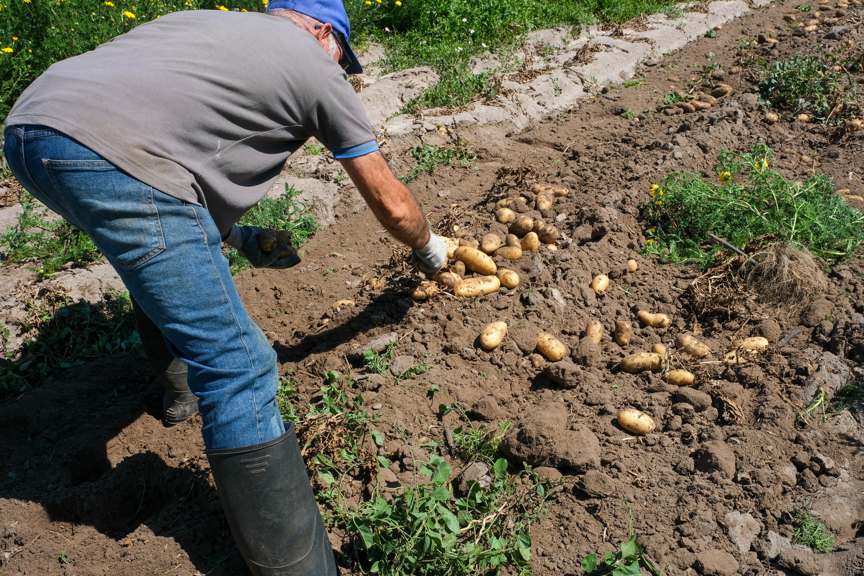 Fotos: Imágenes de una jornada de trabajo junto a los agricultores en El Palmar