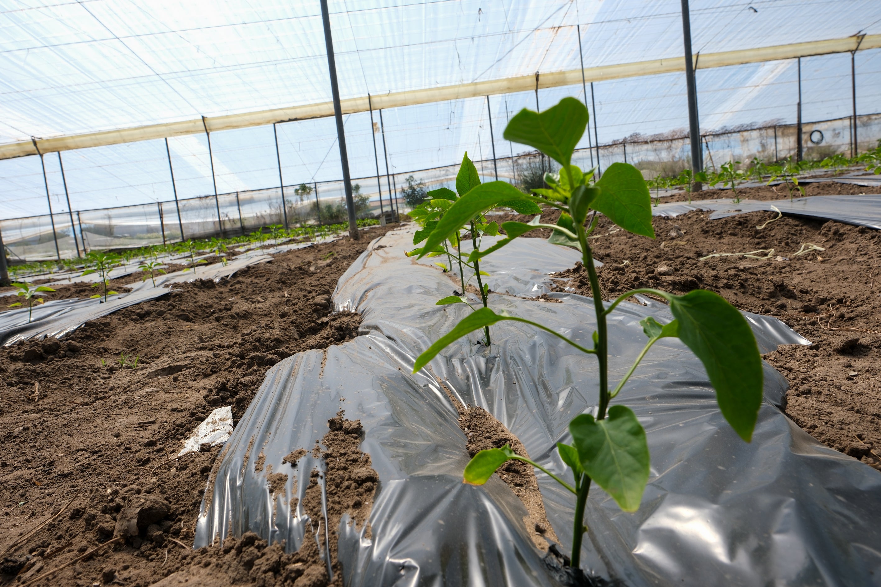 Fotos: Imágenes de una jornada de trabajo junto a los agricultores en El Palmar