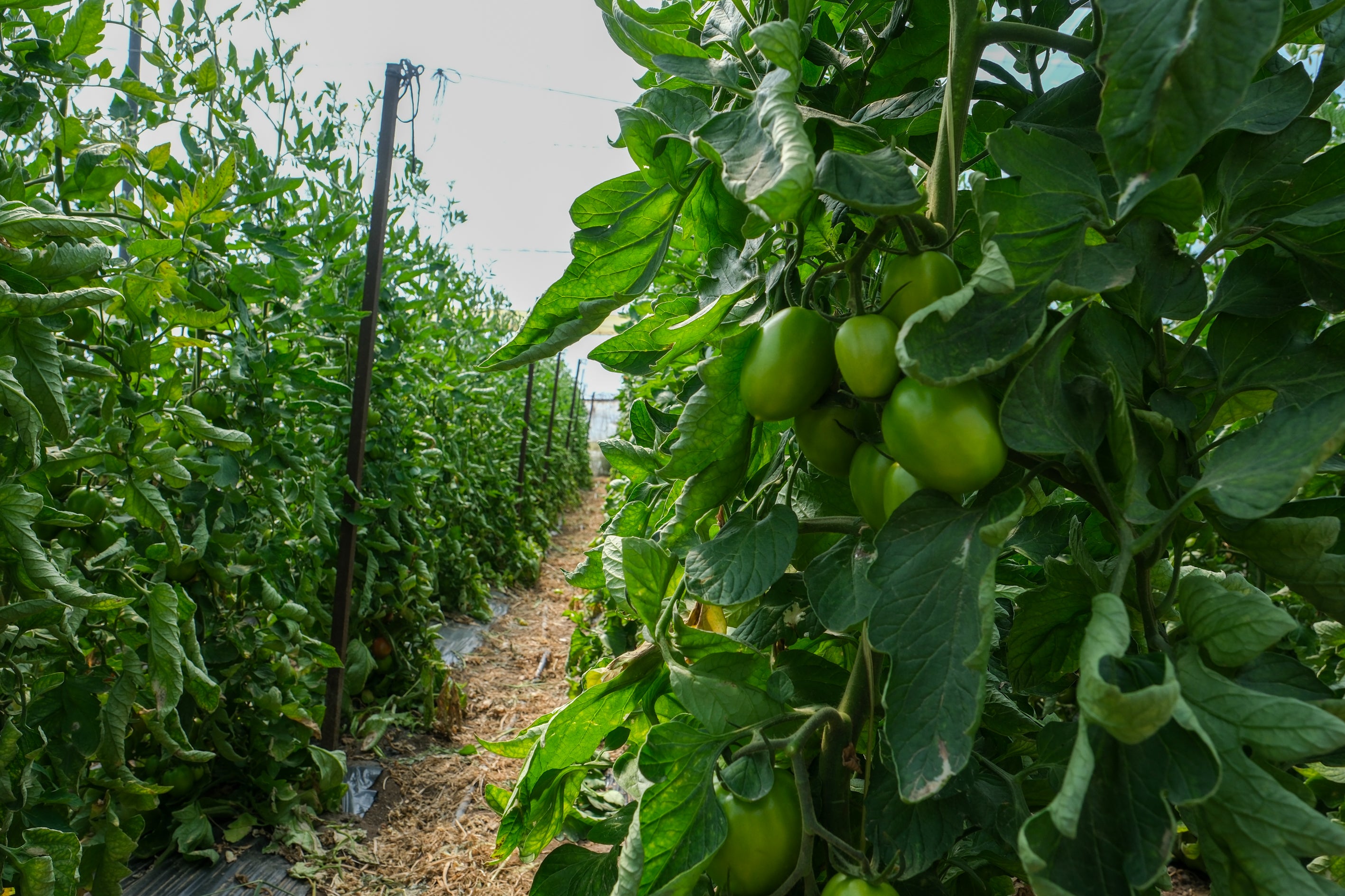 Fotos: Imágenes de una jornada de trabajo junto a los agricultores en El Palmar