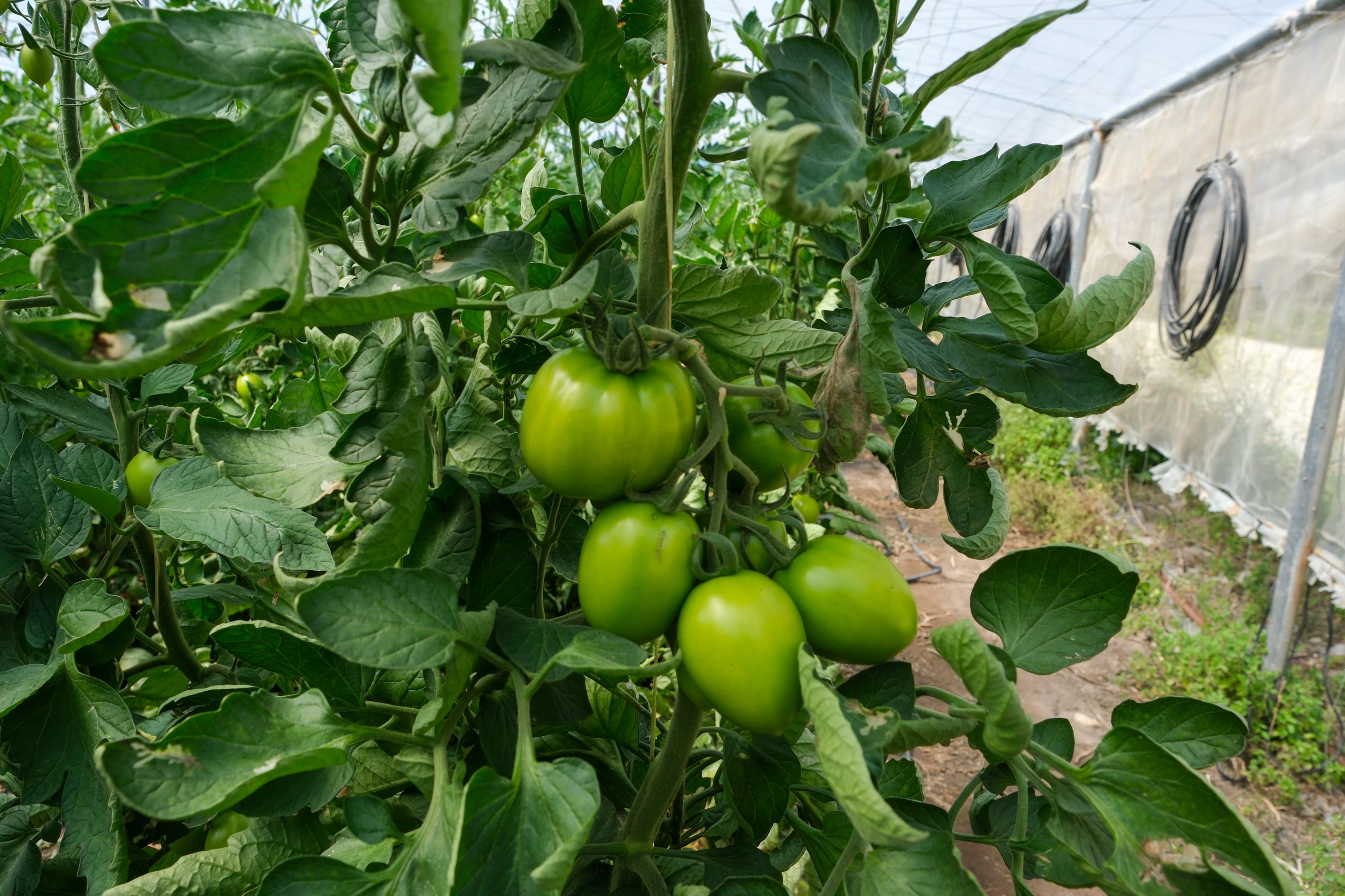 Fotos: Imágenes de una jornada de trabajo junto a los agricultores en El Palmar