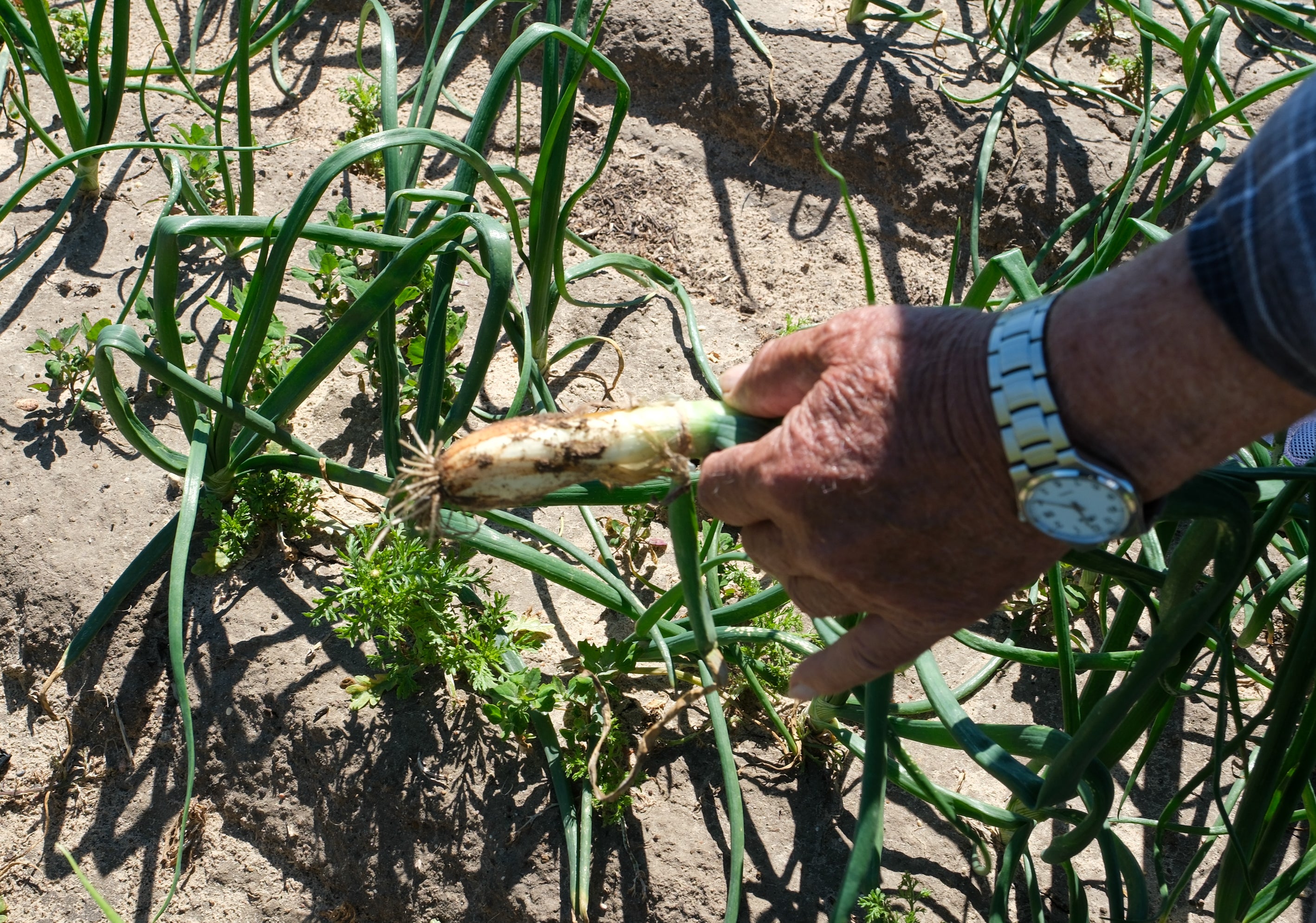 Fotos: Imágenes de una jornada de trabajo junto a los agricultores en El Palmar