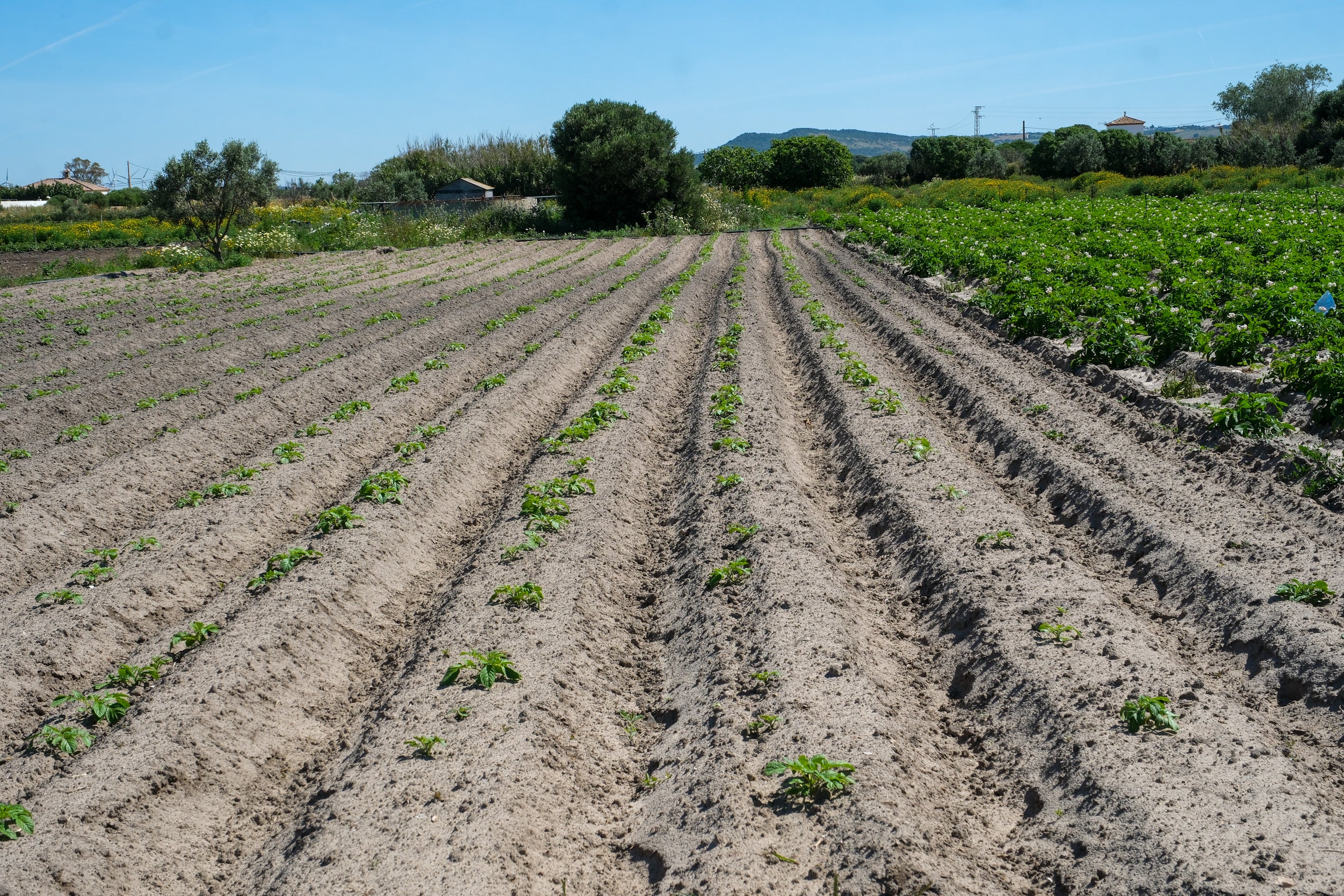 Fotos: Imágenes de una jornada de trabajo junto a los agricultores en El Palmar