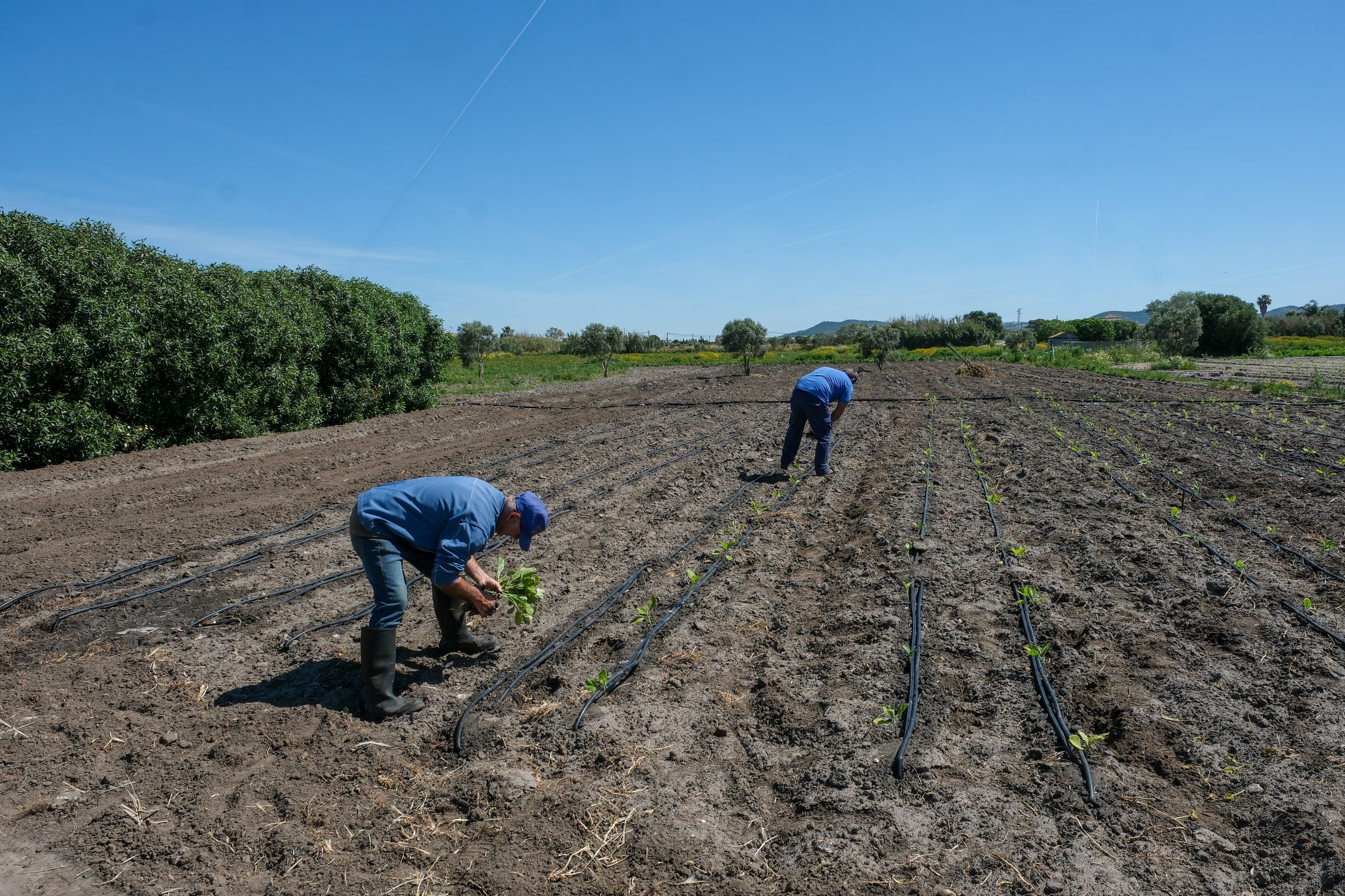 Fotos: Imágenes de una jornada de trabajo junto a los agricultores en El Palmar