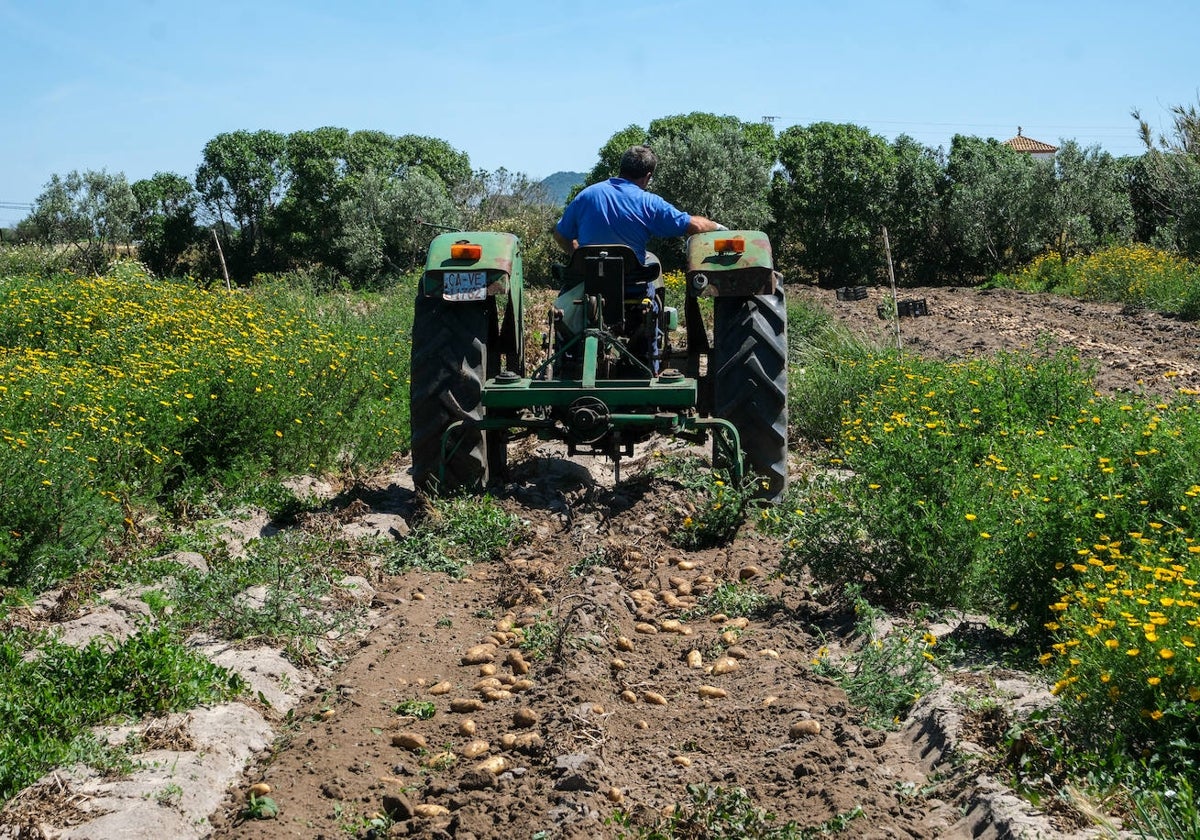 Manuel con su tractor recogiendo patatas en El Palmar