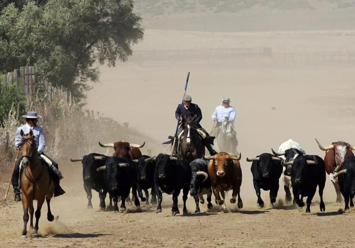 El toro es el gran protagonista de la ruta