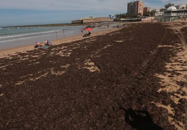 Diputación busca vías para que ayuntamientos afectados por el alga invasora reduzcan el coste del vertedero
