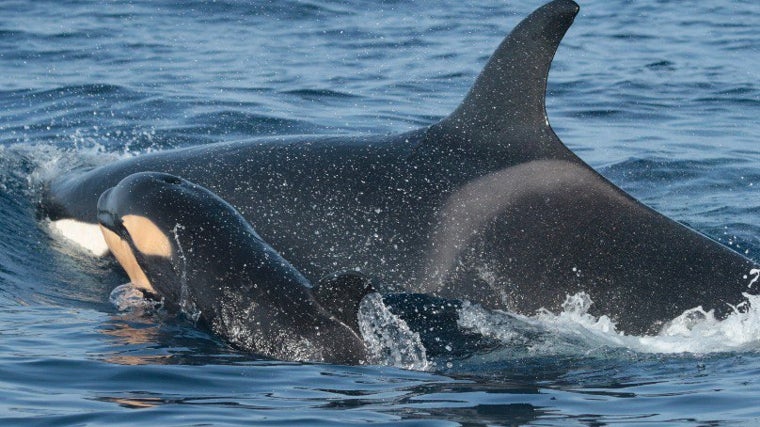 Orcas en Cádiz.