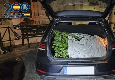 Evitan en Jerez un nuevo asalto a un a casa para robar una plantación de marihuana de su interior