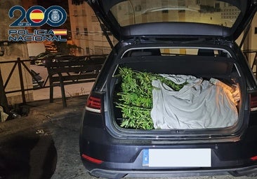 Evitan en Jerez un nuevo asalto a un a casa para robar una plantación de marihuana de su interior