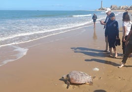 Eloy y Deseada, la historia de dos tortugas bobas recuperadas que regresan al mar en la playa de Chipiona