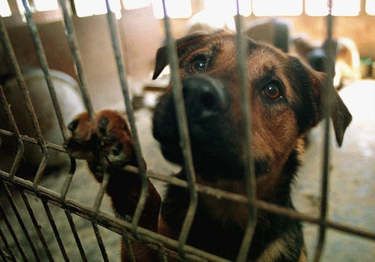 Jornada de adopción de animales en la casa de Los Toruños