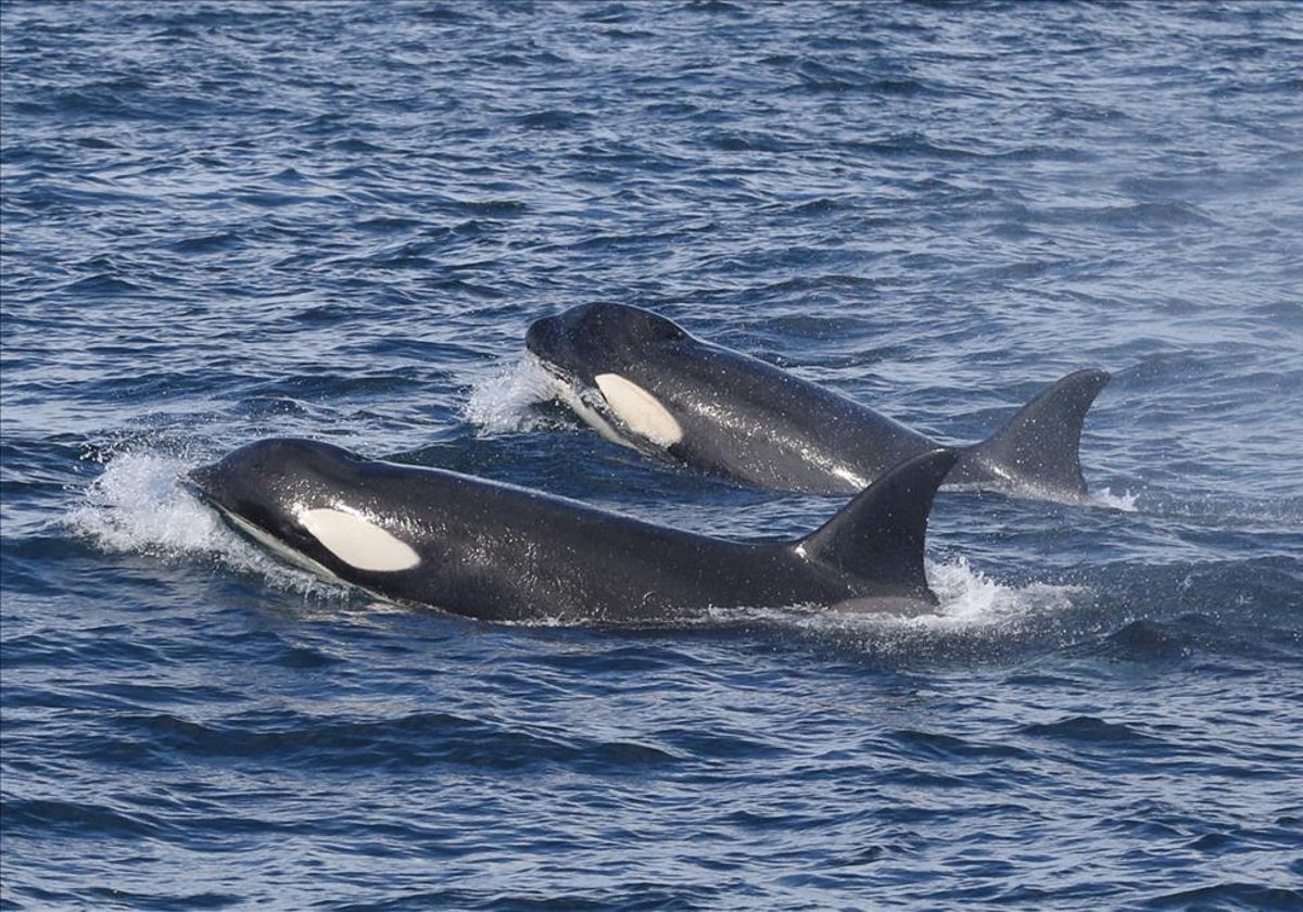 Ejemplares de orca ibérica