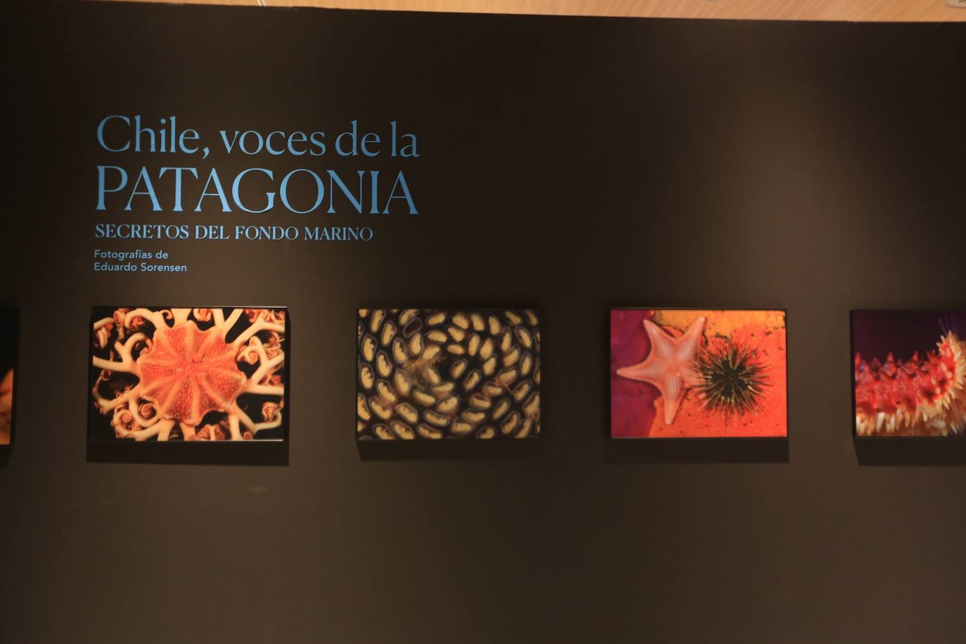 Exposición de fotografías &#039;Chile, Voces de la Patagonia. Secretos del Fondo Marino&#039;