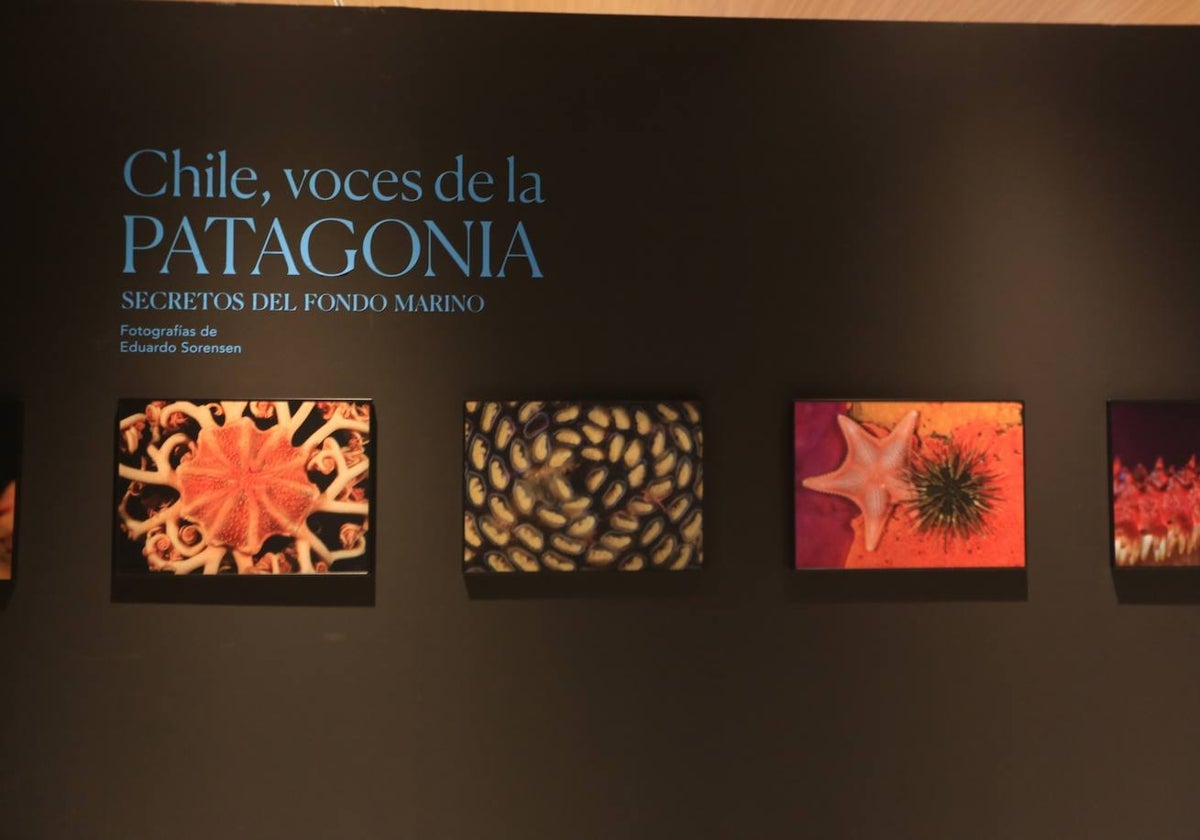 Exposición de fotografías &#039;Chile, Voces de la Patagonia. Secretos del Fondo Marino&#039;