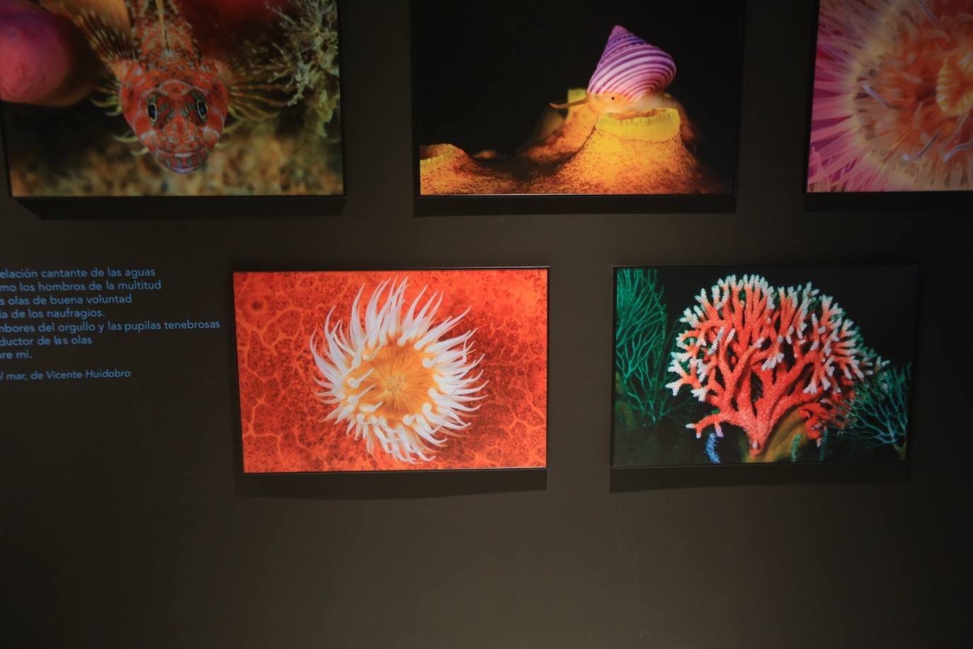 Exposición de fotografías &#039;Chile, Voces de la Patagonia. Secretos del Fondo Marino&#039;