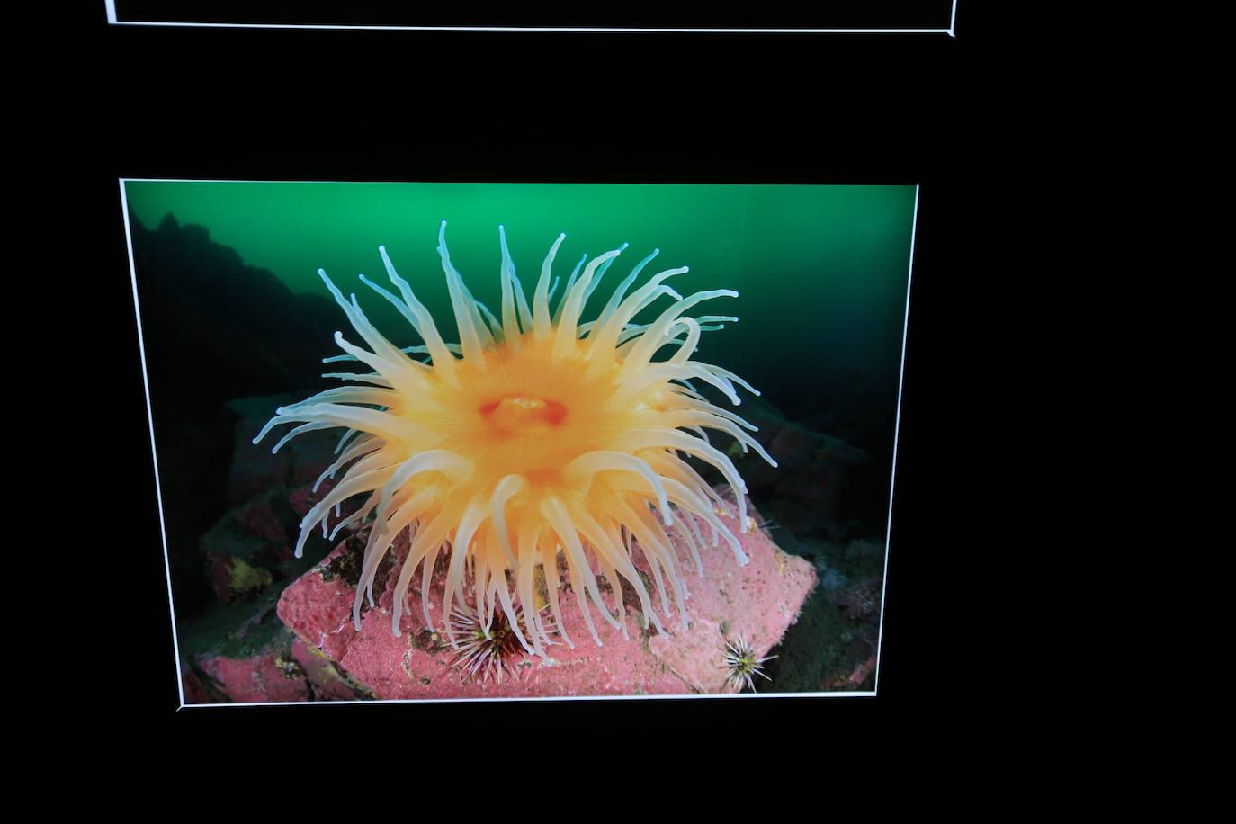 Exposición de fotografías &#039;Chile, Voces de la Patagonia. Secretos del Fondo Marino&#039;