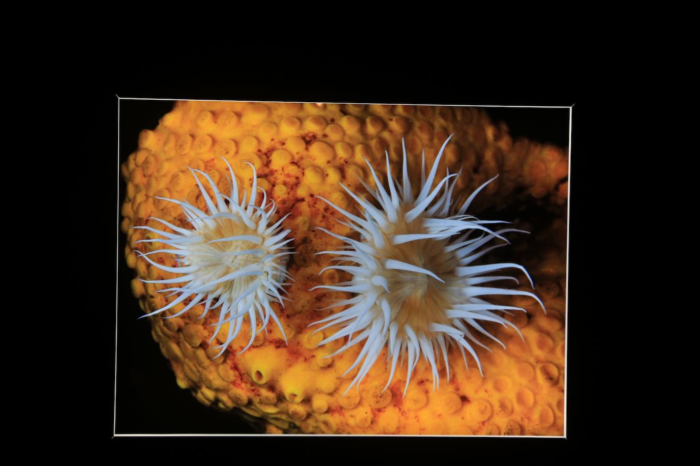 Exposición de fotografías &#039;Chile, Voces de la Patagonia. Secretos del Fondo Marino&#039;