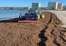 Retiran 23 toneladas de alga invasora esta playa de Cádiz en apenas dos días