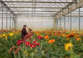 Ayudas para los afectados de la flor cortada tras el paso de la borrasca Bernard