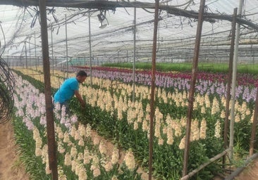 Convocadas las ayudas para los afectados de la flor cortada por la borrasca Bernard