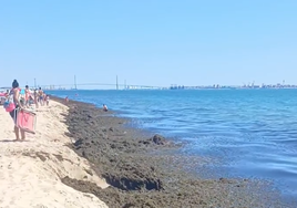 Vídeo: las algas invasoras amargan el domingo a los bañistas de la playa portuense de El Buzo