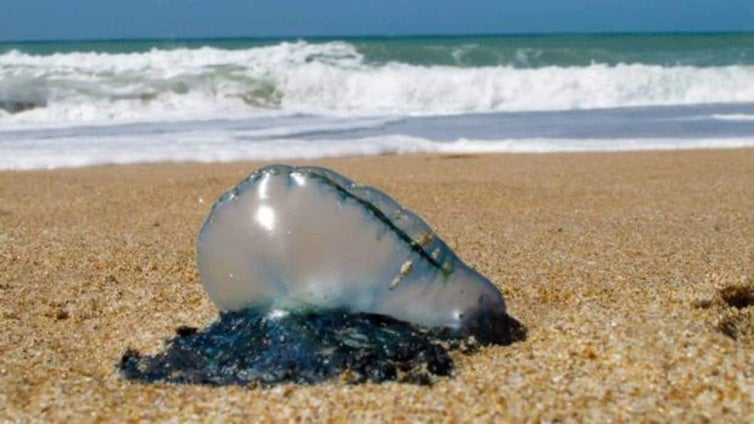 Aparecen carabelas portuguesas en La Barrosa