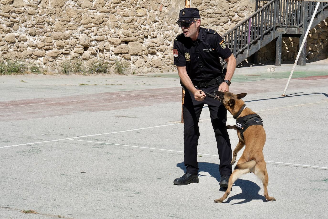 Los animales de compañía protagonizan la campaña sobre tenencia responsable de mascotas en Cádiz