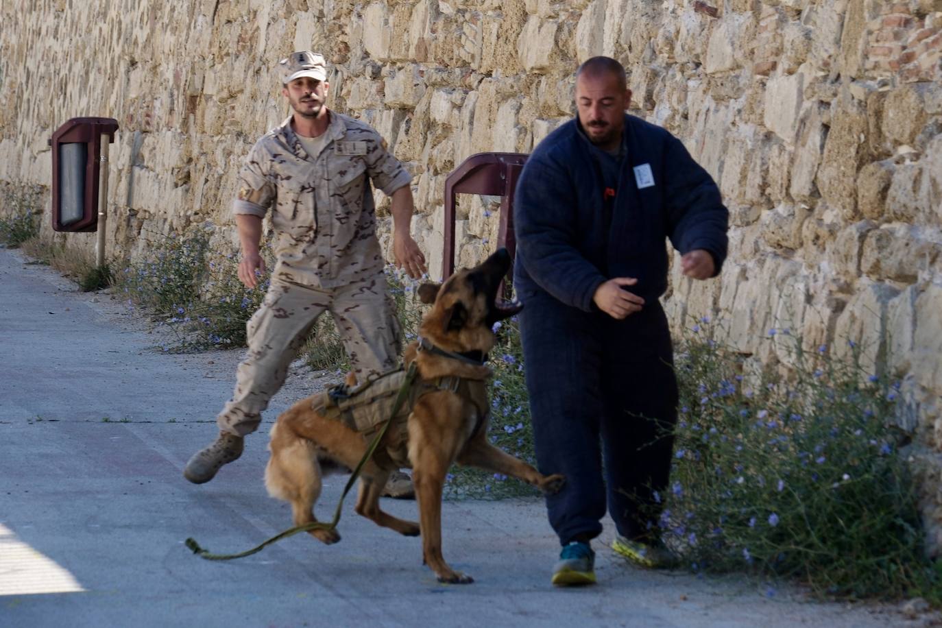 Los animales de compañía protagonizan la campaña sobre tenencia responsable de mascotas en Cádiz