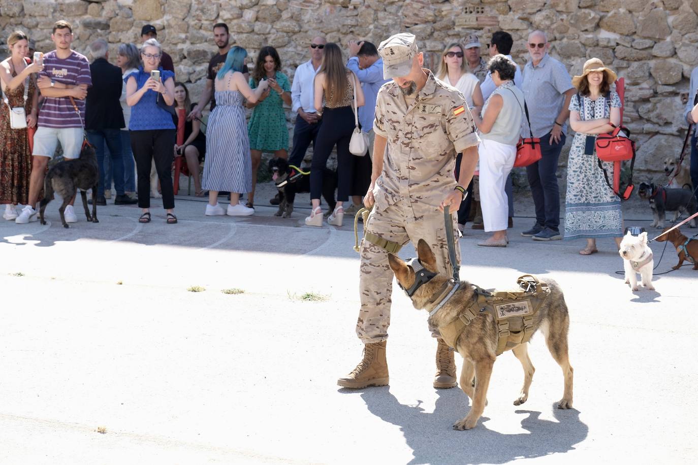 Los animales de compañía protagonizan la campaña sobre tenencia responsable de mascotas en Cádiz