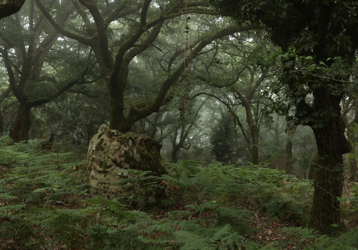 Bosque de  Niebla