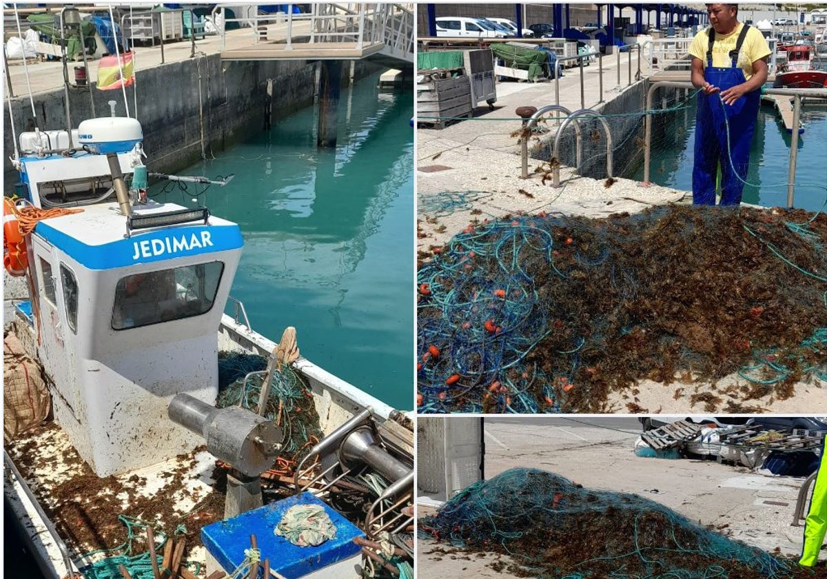 Imágenes del estado en el que regresa a puerto la flota artesanal de Cádiz. El alga asiática es la protagonista de las capturas