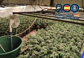 La Policía Nacional desmantela dos plantaciones indoor de marihuana en Jerez de la Frontera y Lebrija