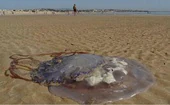 Estas son las tres playas de Cádiz en las que tienes que tener precaución por la presencia de medusas