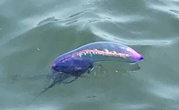 El aumento de la temperatura del agua favorece la proliferación de medusas en las playas de Cádiz