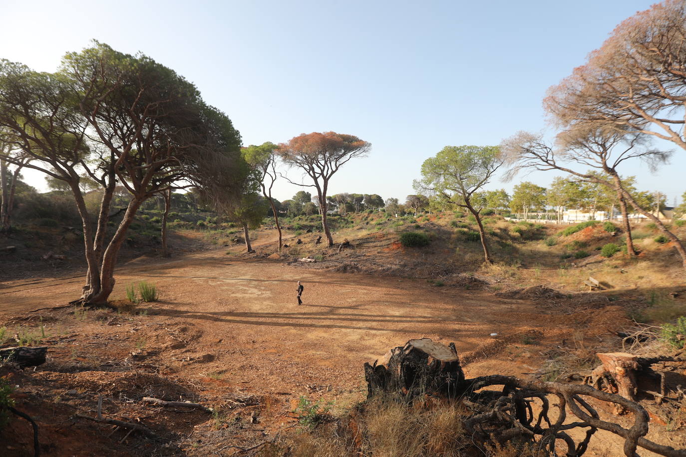 Fotos: Así se encuentra el parque de Las Canteras un año después del incendio