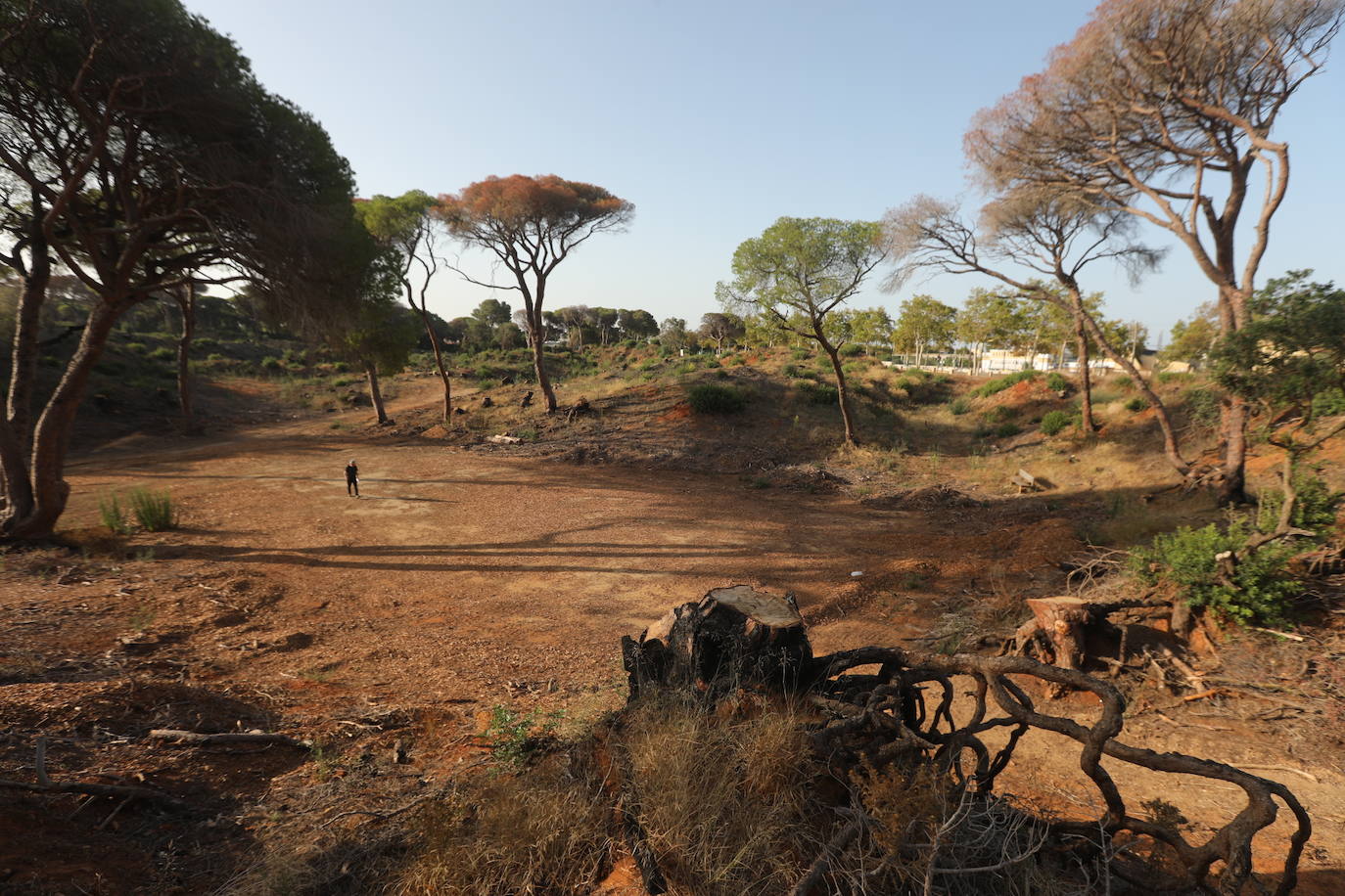 Fotos: Así se encuentra el parque de Las Canteras un año después del incendio