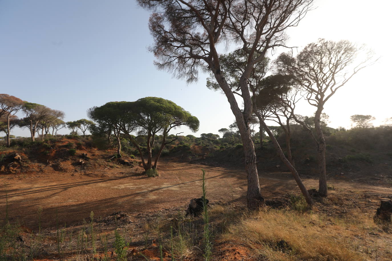 Fotos: Así se encuentra el parque de Las Canteras un año después del incendio