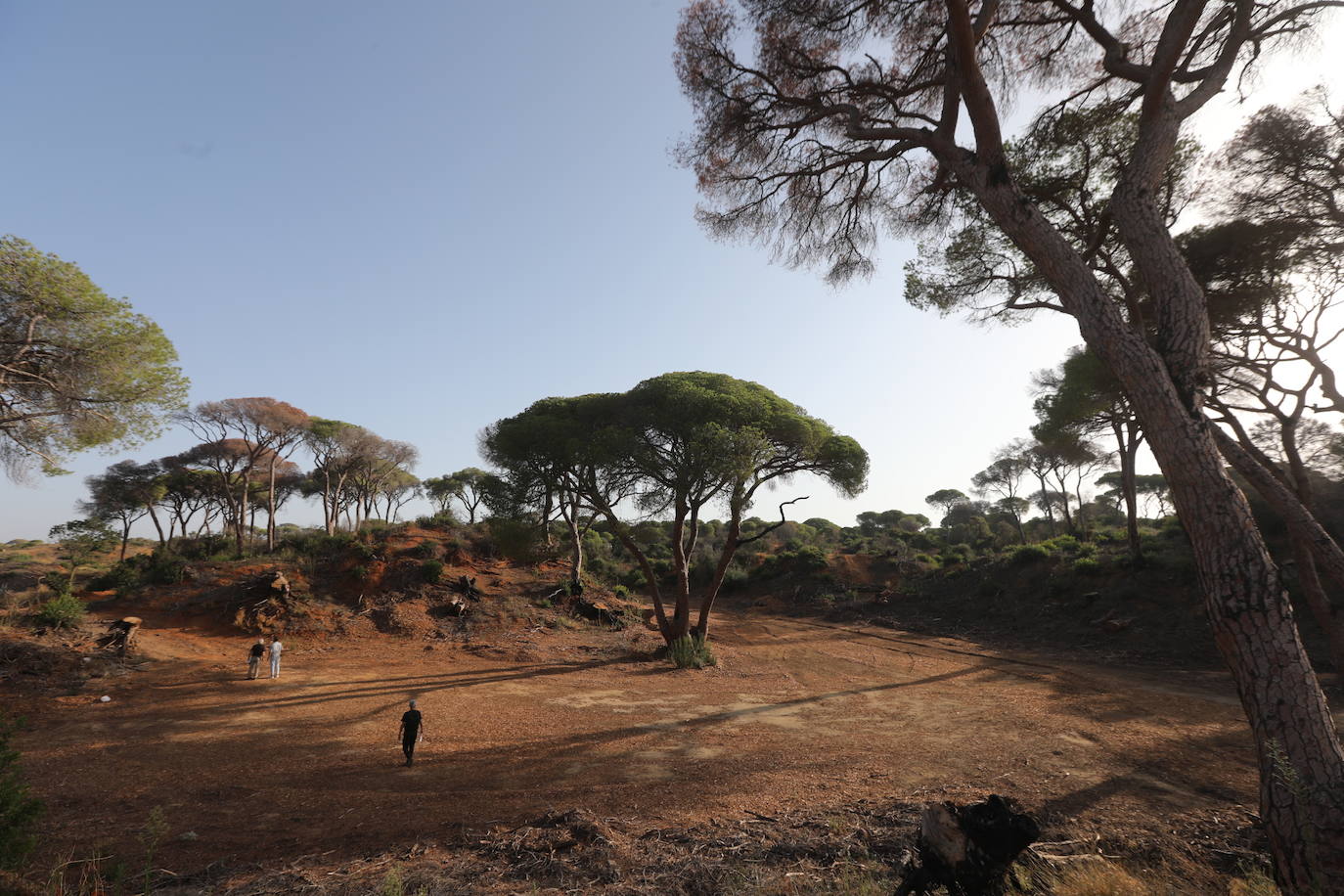 Fotos: Así se encuentra el parque de Las Canteras un año después del incendio