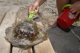 El aumento de la temperatura del agua favorece la proliferación de medusas en las playas de Cádiz