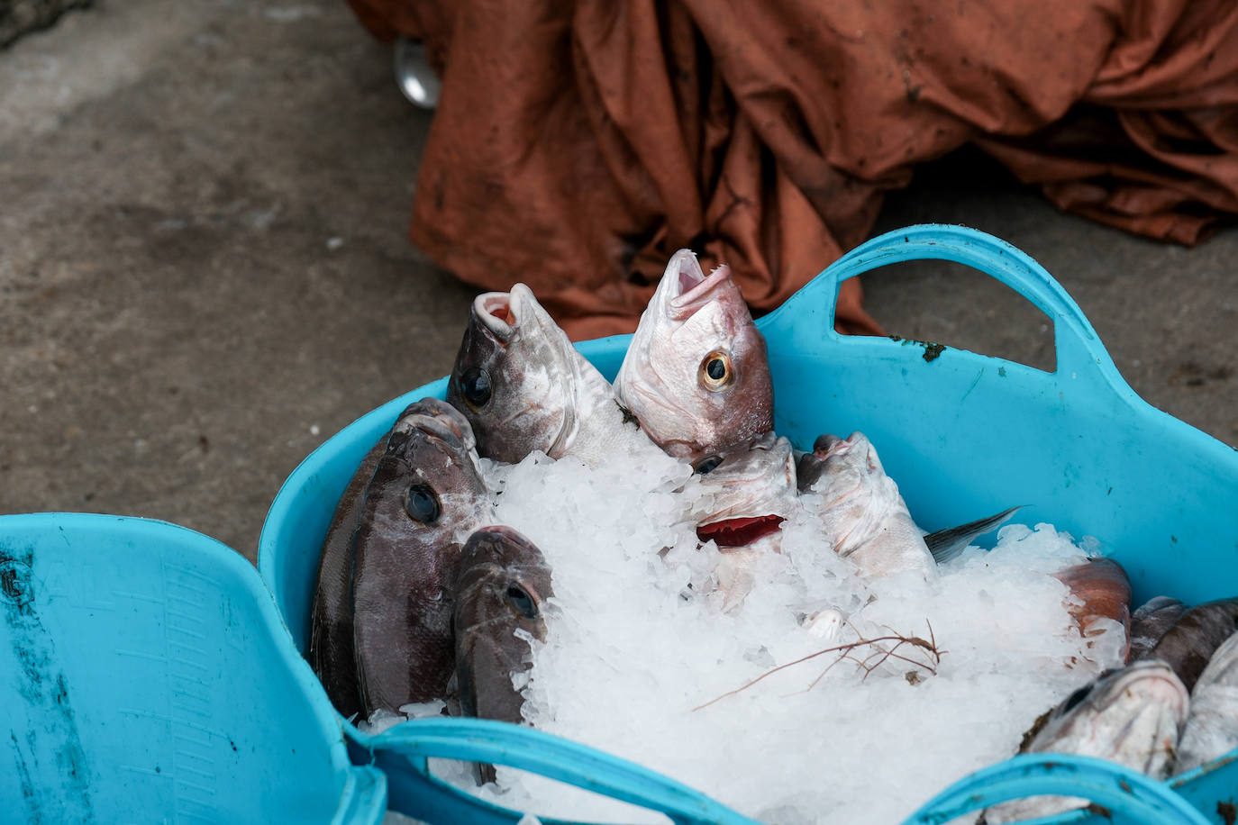 Fotografías de un drama: el alga asiática pasa &#039;factura&#039; a los pescadores de Conil