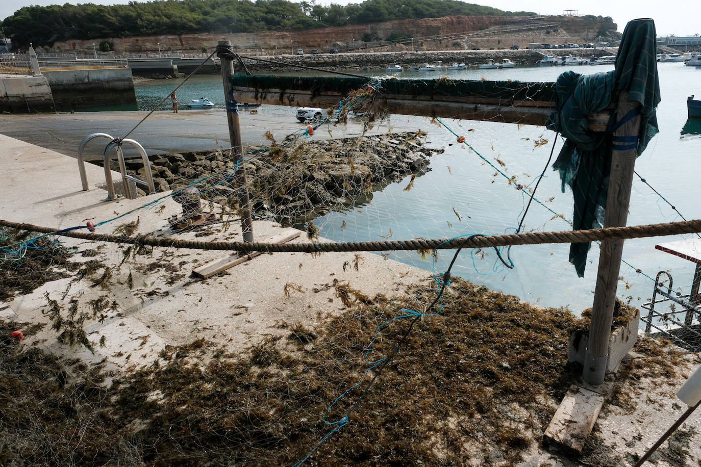 Fotografías de un drama: el alga asiática pasa &#039;factura&#039; a los pescadores de Conil