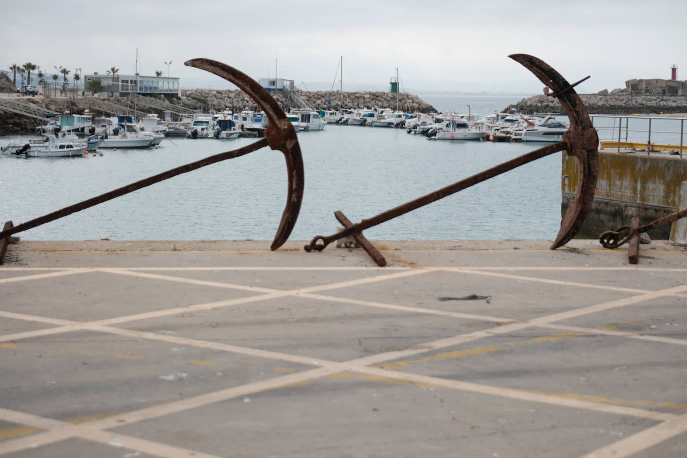 Fotografías de un drama: el alga asiática pasa &#039;factura&#039; a los pescadores de Conil