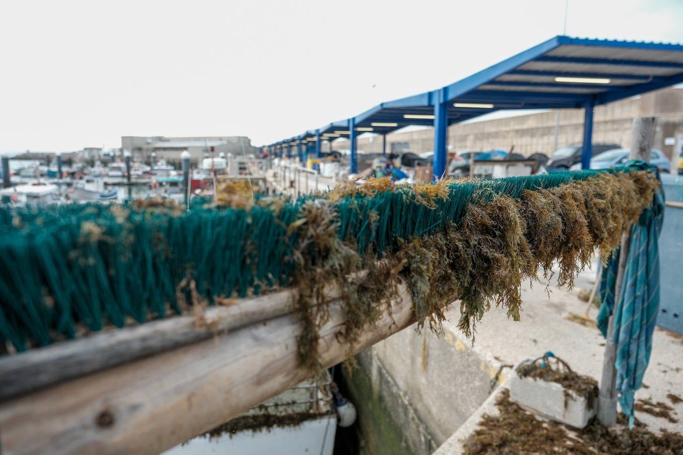 Fotografías de un drama: el alga asiática pasa &#039;factura&#039; a los pescadores de Conil