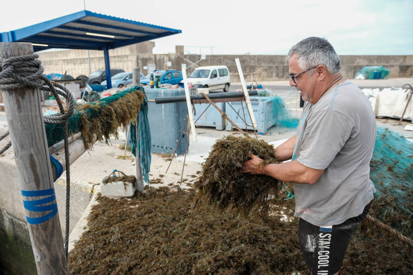 Fotografías de un drama: el alga asiática pasa &#039;factura&#039; a los pescadores de Conil