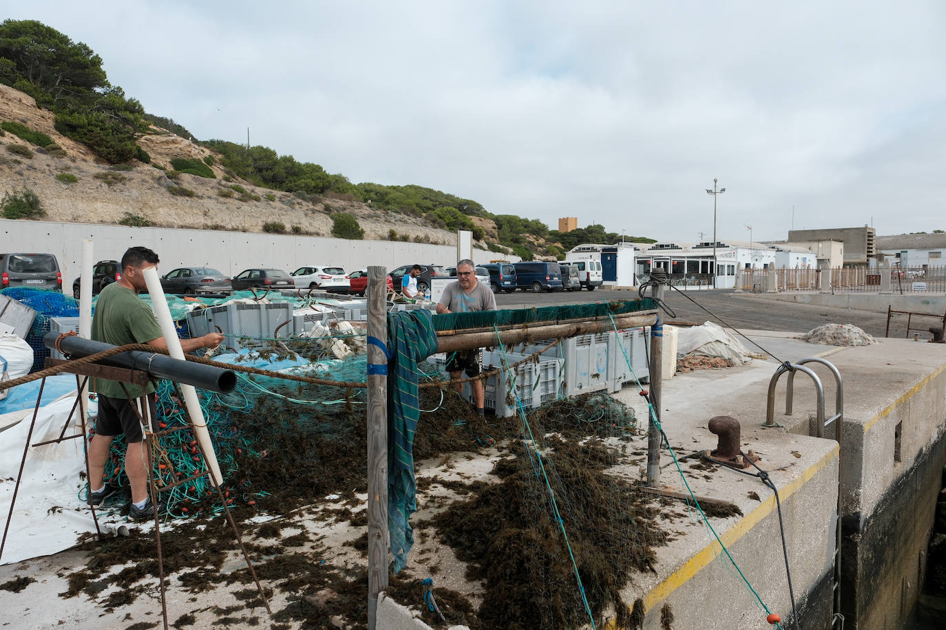 Fotografías de un drama: el alga asiática pasa &#039;factura&#039; a los pescadores de Conil