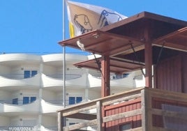 Banderas en la playa Victoria de Cádiz alertan de la presencia de medusas